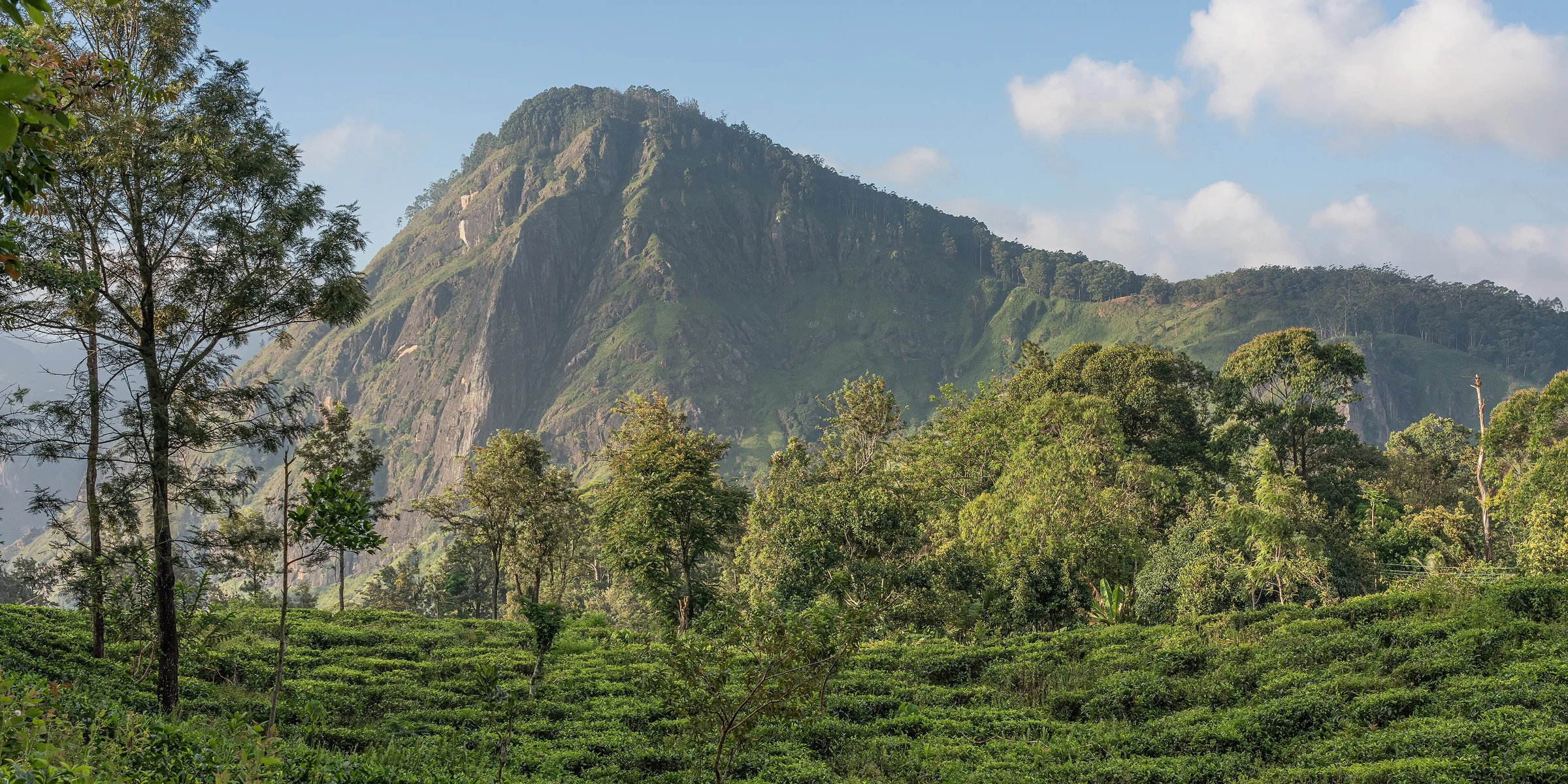 Вид на Ella Rock с дороги к Little Adam’s Peak. Холмы вокруг Эллы заслуживают отдельного времени, а не только кадра из дверей поезда.