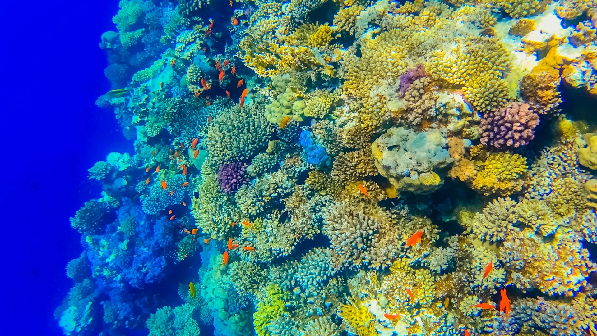 Коралловый риф Красного моря у Дахаба — пример подводного мира региона.